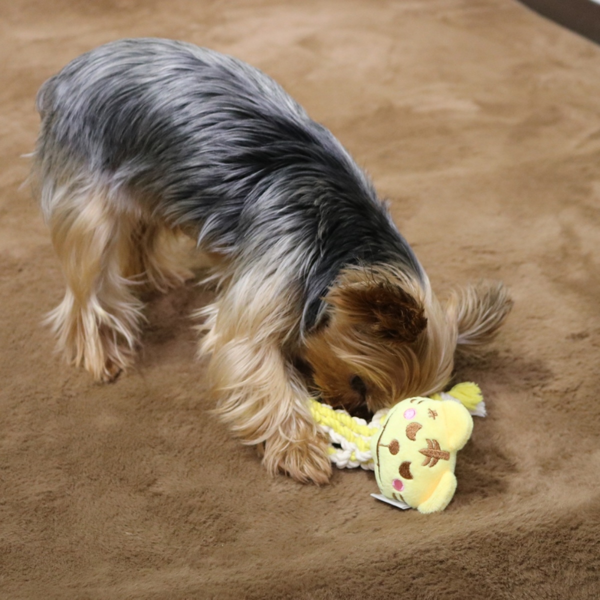 【ペット】激遊びハミガキコットン　とらっち　ＳＳ