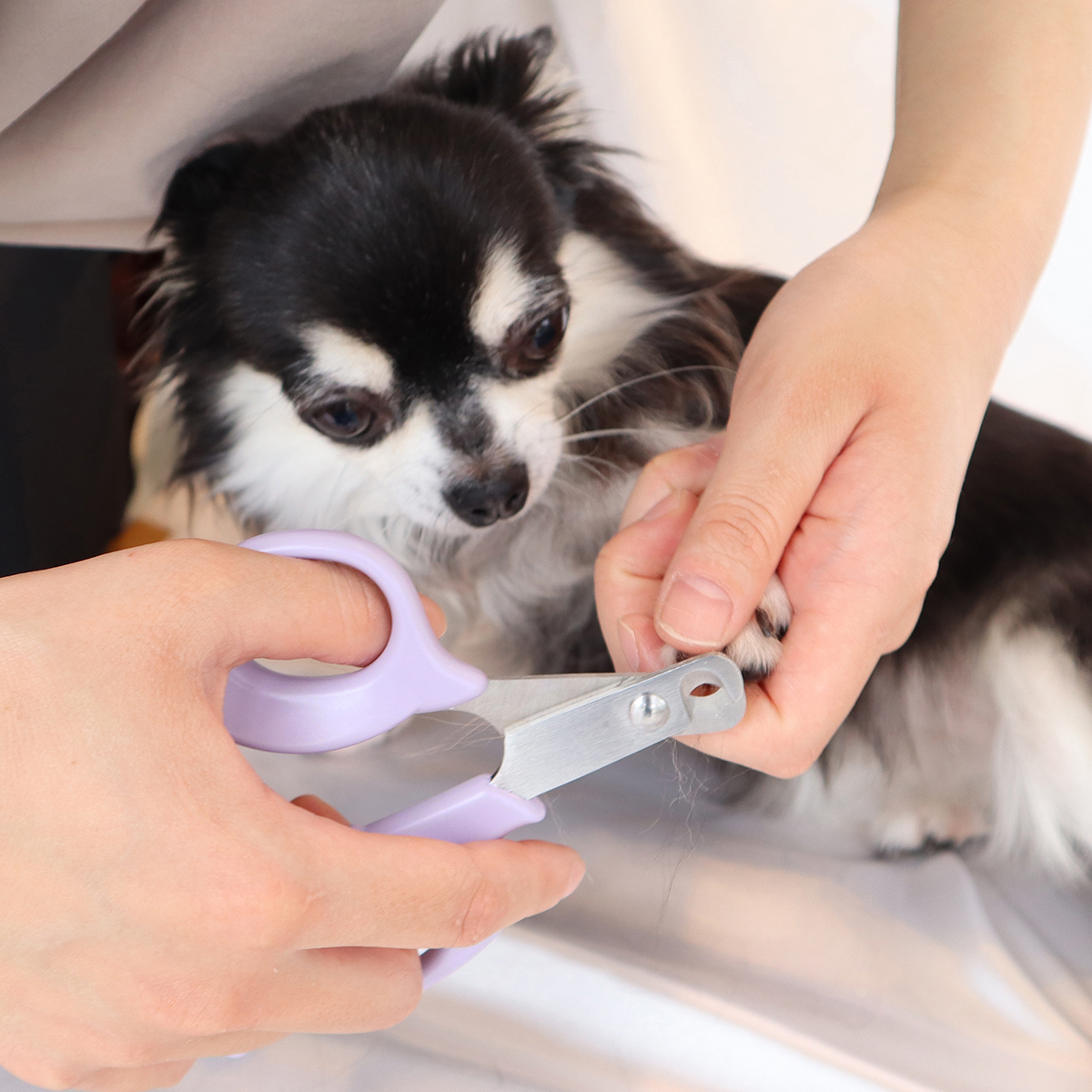 【ペット】モア　やさしい犬用爪切り　