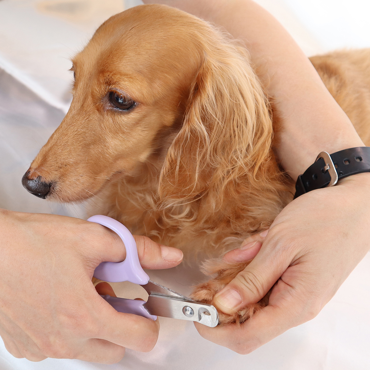 【ペット】モア　やさしい犬用爪切り　