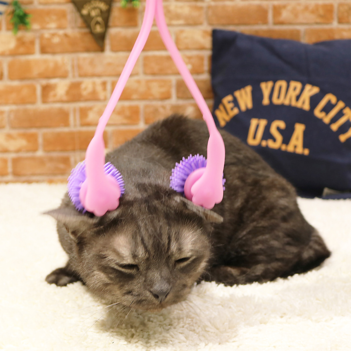 【ペット】全身マッサー術　にゃんこの癒し　