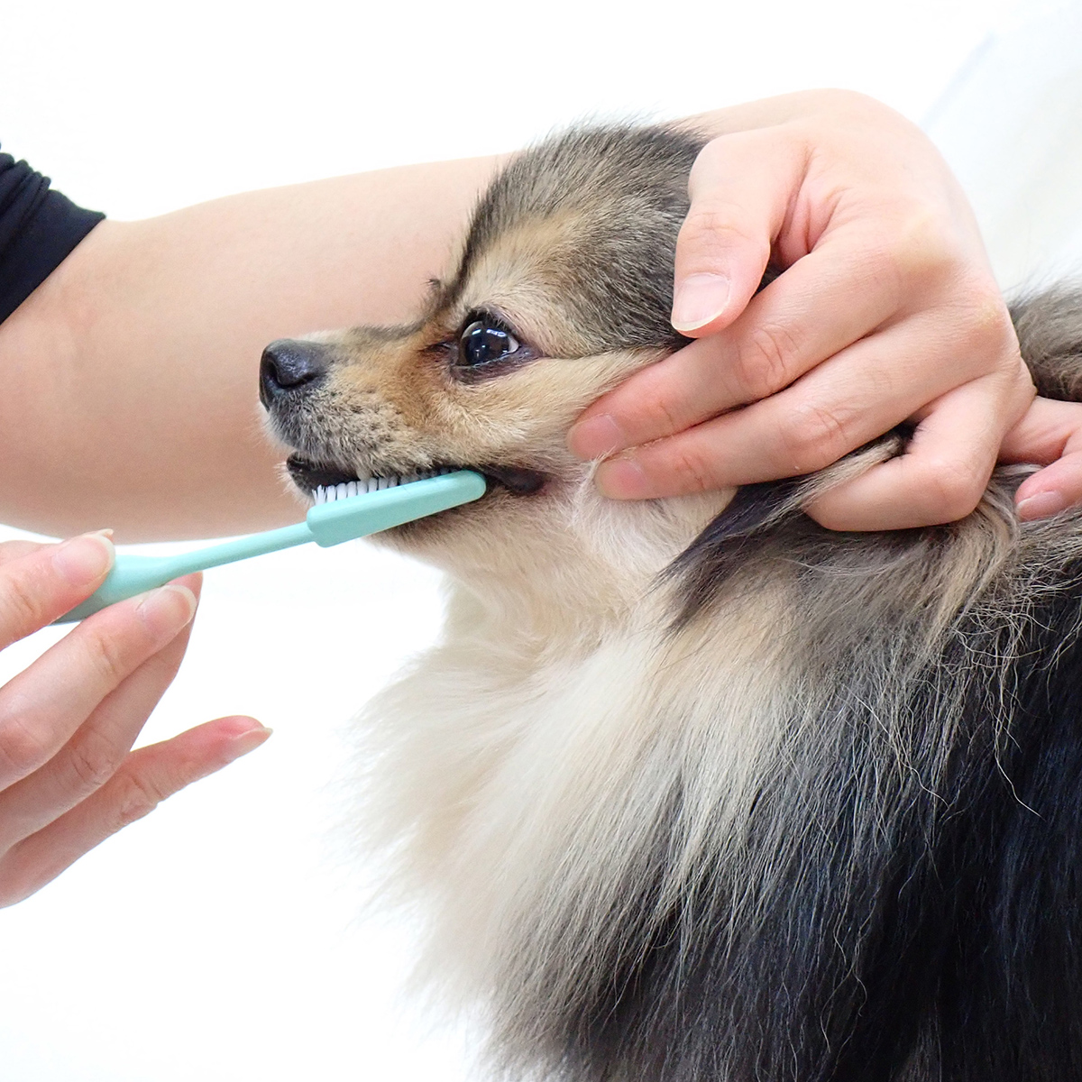 ペット】ペッツルート 奥まで届く歯ブラシ （犬用） | かぜとゆき