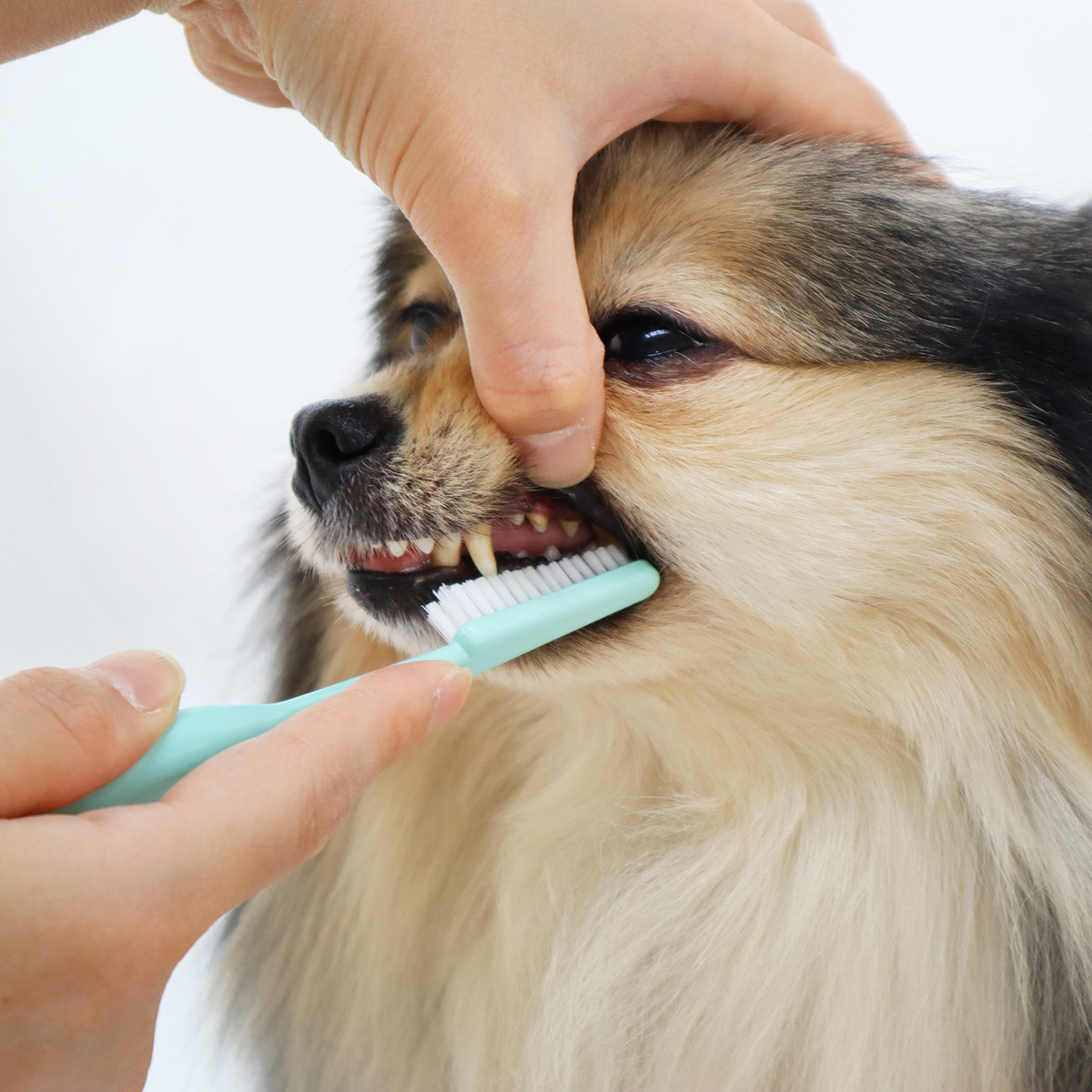 ペット】ペッツルート 奥まで届く歯ブラシ （犬用） | かぜとゆき