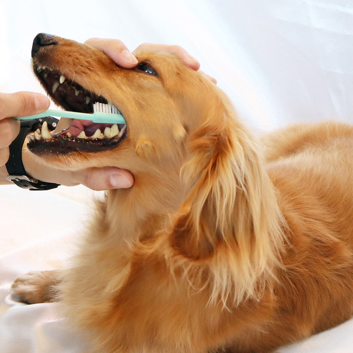 ペット】ペッツルート 奥まで届く歯ブラシ （犬用） | かぜとゆき