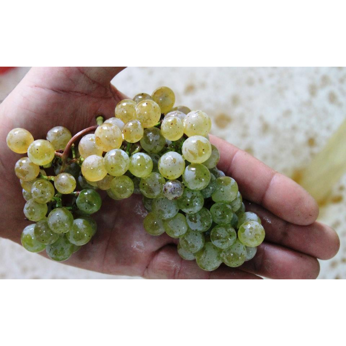 ソアリェイロ アルヴァリーニョ  750ml　【白ワイン　ポルトガル】