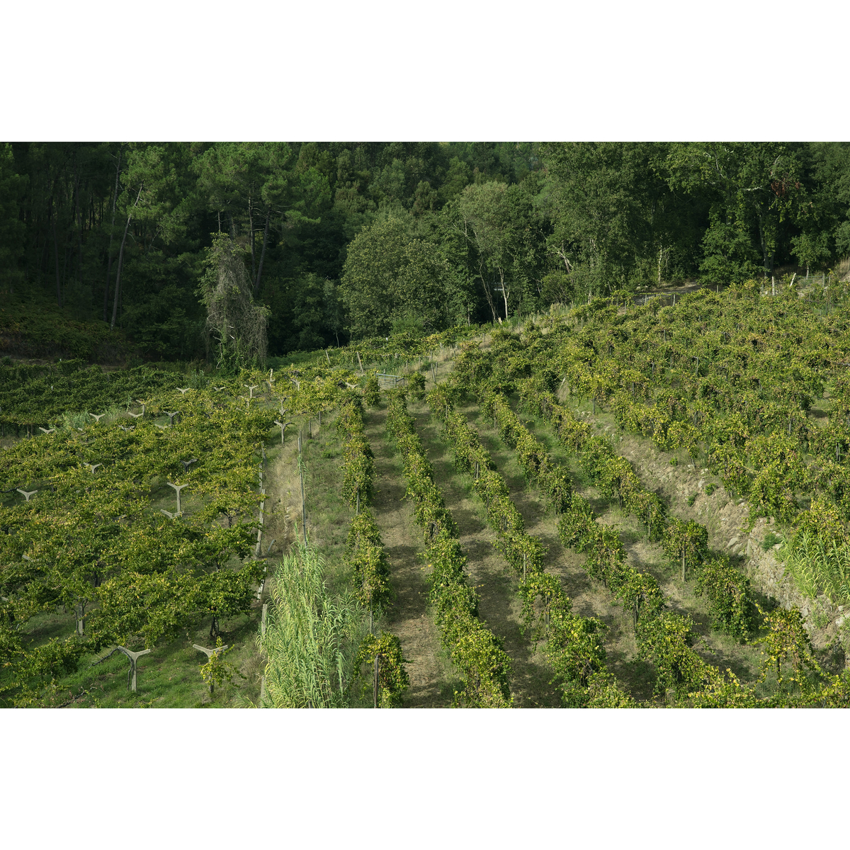 ソアリェイロ アルヴァリーニョ  750ml　【白ワイン　ポルトガル】