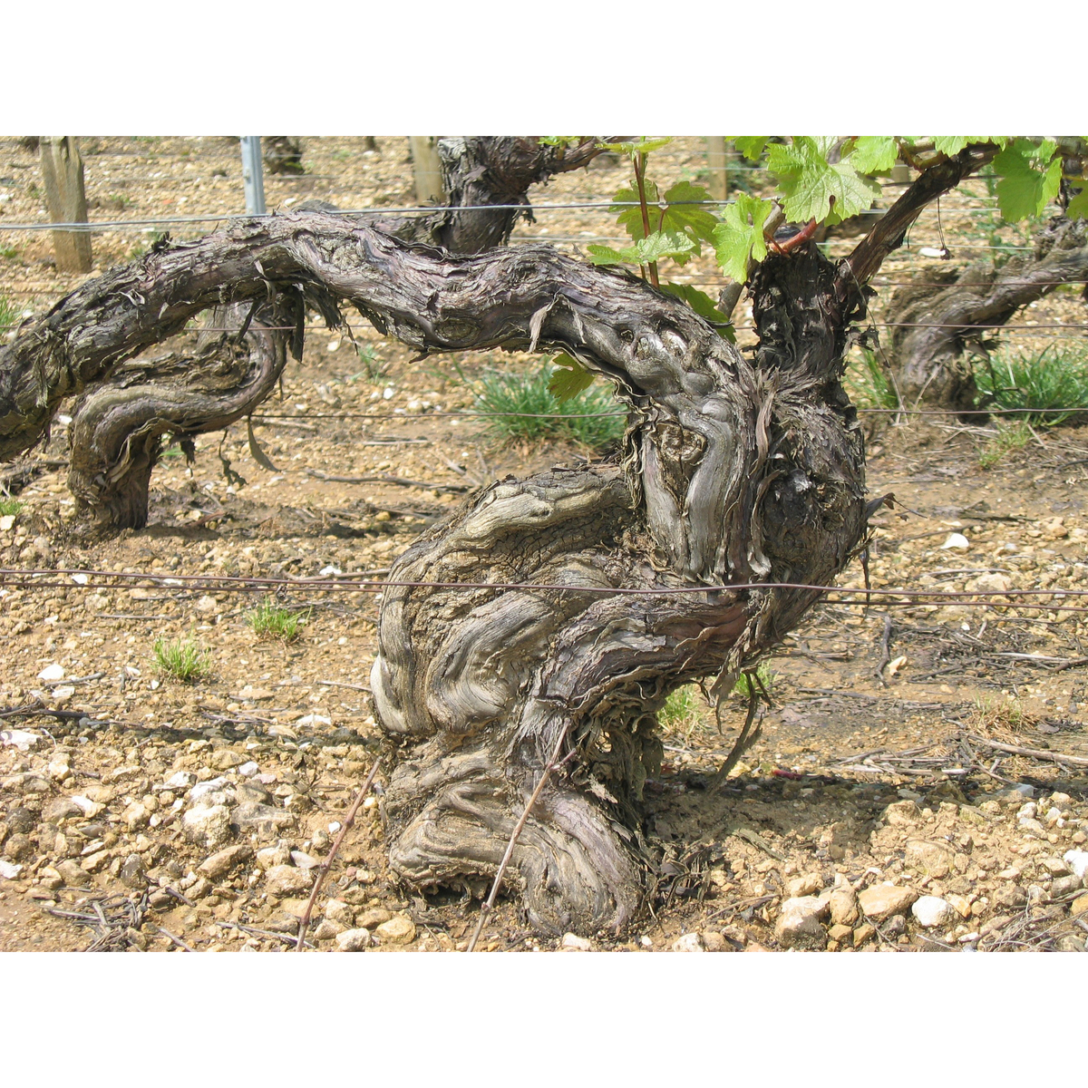 ドメーヌ　ジャン・コレ・エ・フィス　シャブリ  750ml　【白ワイン　フランス】　