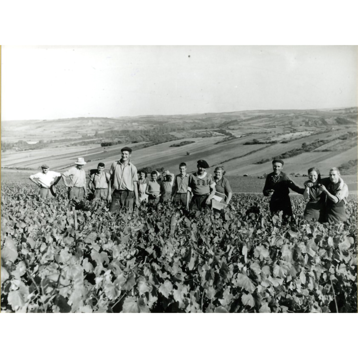 ドメーヌ　ジャン・コレ・エ・フィス　シャブリ  750ml　【白ワイン　フランス】　