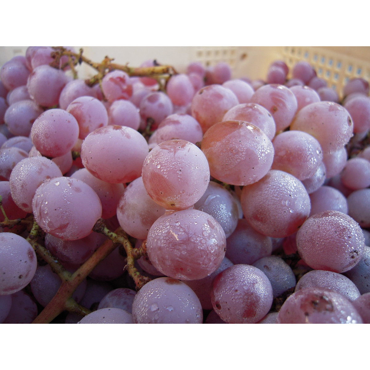 シャトー酒折ワイナリー　甲州 ドライ  750ml【国産白ワイン　山梨県】