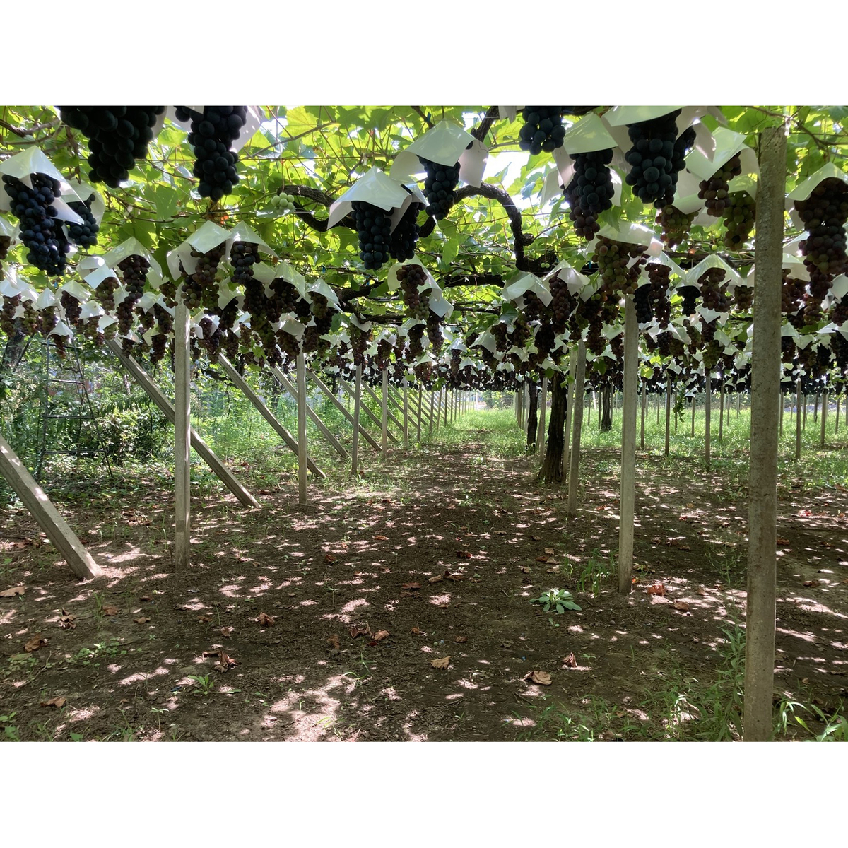 シャトー酒折ワイナリー マスカットベリーA クレーレ  750ml【国産ロゼワイン　山梨県】