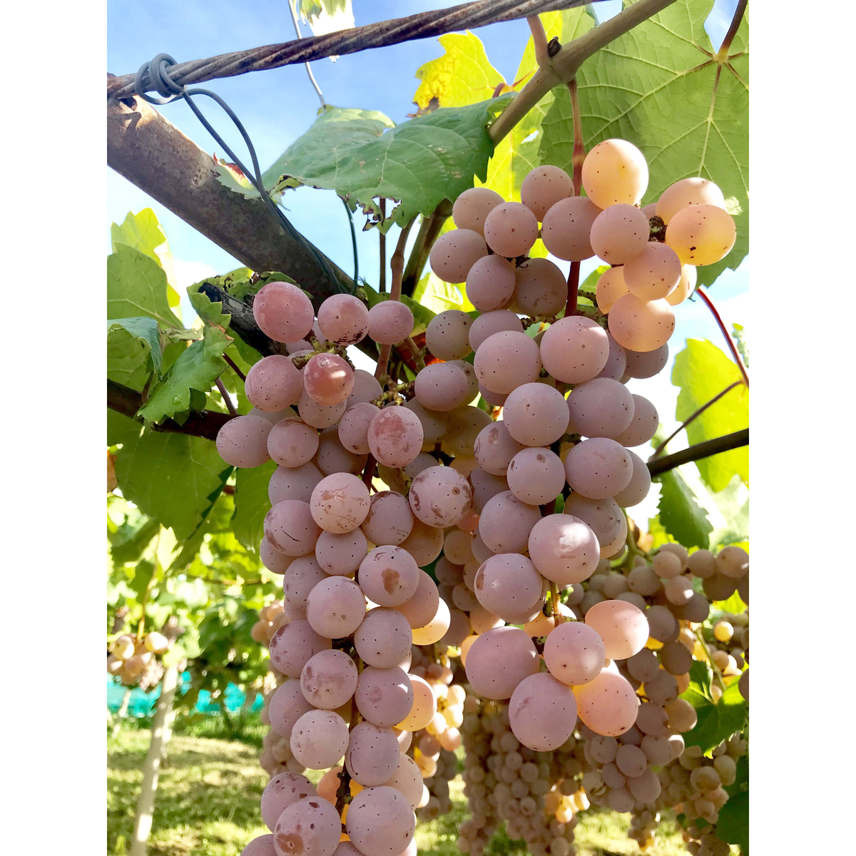 シャトー酒折ワイナリー 甲州 樽熟成 i-vines vineyard  750ml【国産白ワイン　山梨県】