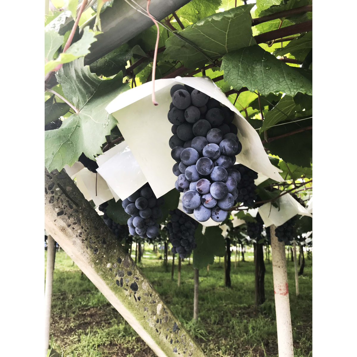 シャトー酒折ワイナリー マスカットベリーA 樽熟成 キュヴェ・イケガワ  750ml【国産赤ワイン　山梨県】