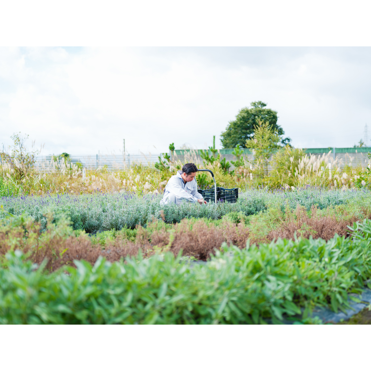 creme de MoriokaBerry Kanegasaki 500ml　【リキュール　岩手県】