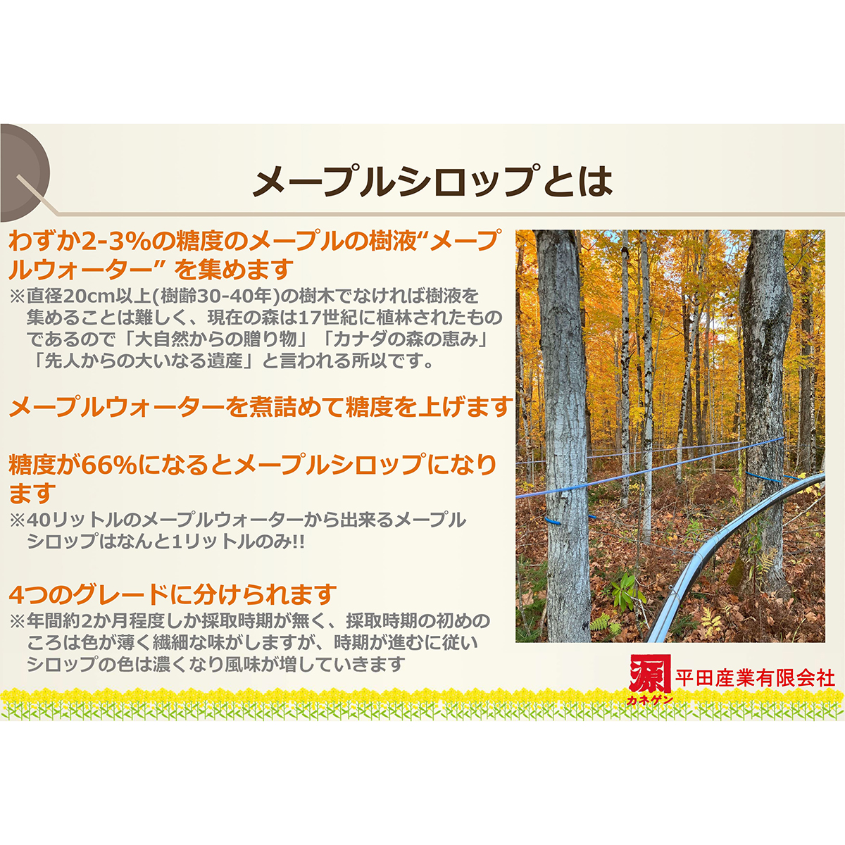 平田産業　ナチュラリーメープルシロップ　２５０ｇ 280625