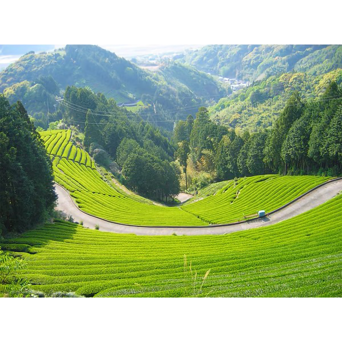 葉桐 農薬不使用栽培 繁田さんの高山茶 80g