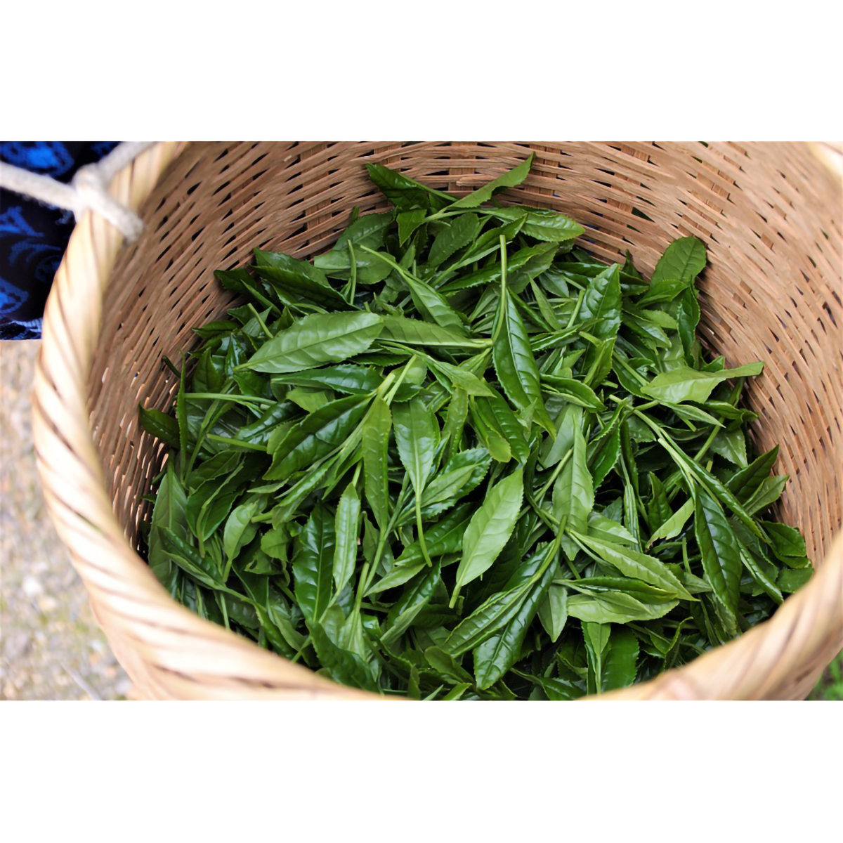 葉桐　お茶のしずく甘　１００ｇ