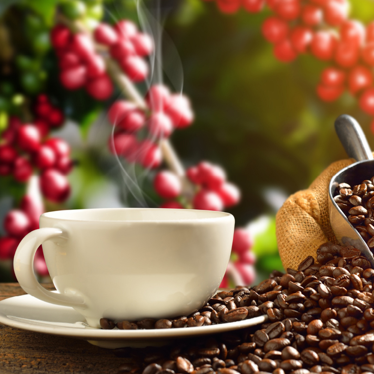 三本珈琲　オーガニックドリップコーヒー８ｇ×８Ｐ