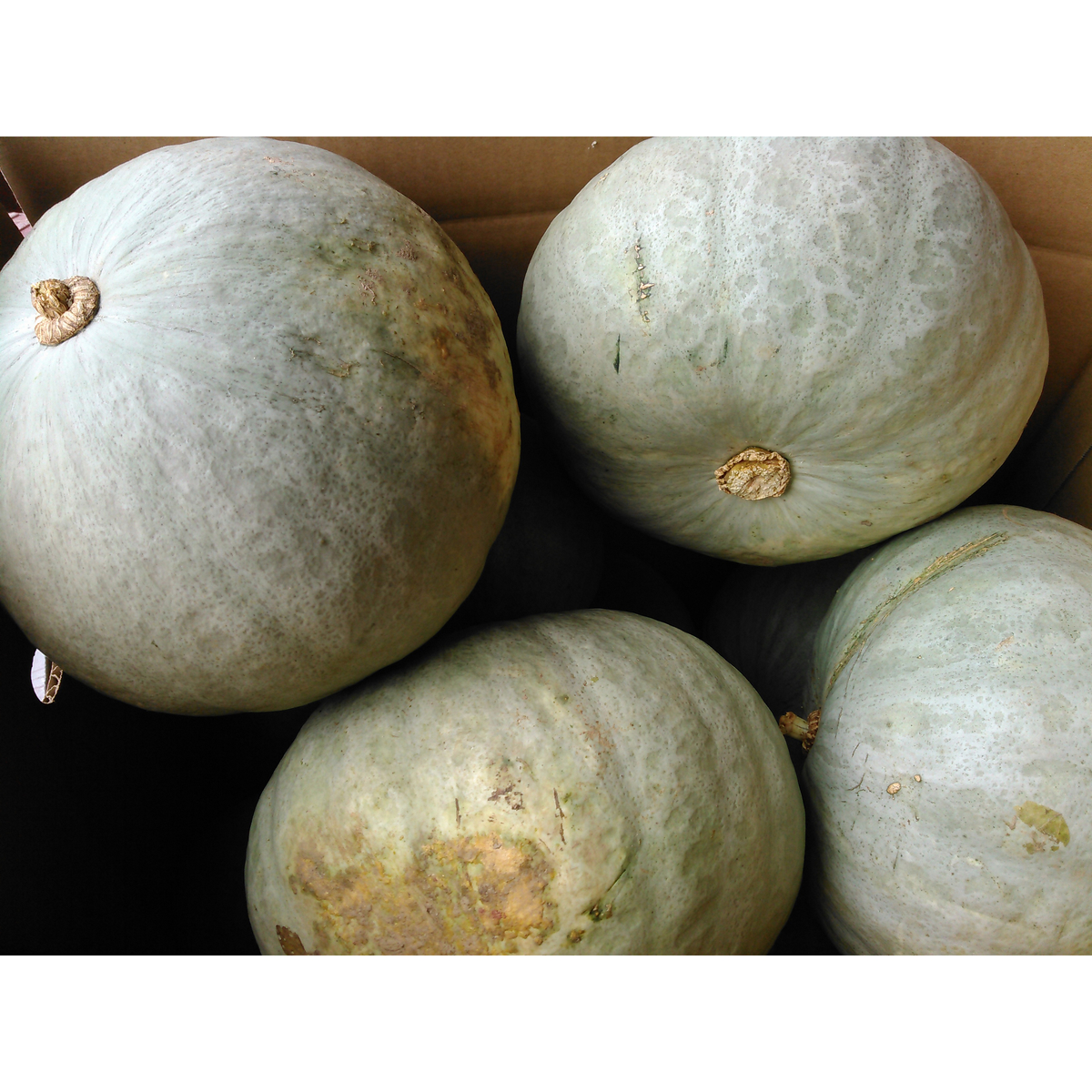 【冷凍】はこだて雪んこ　カボチャ　2個入(カドウフーズ)