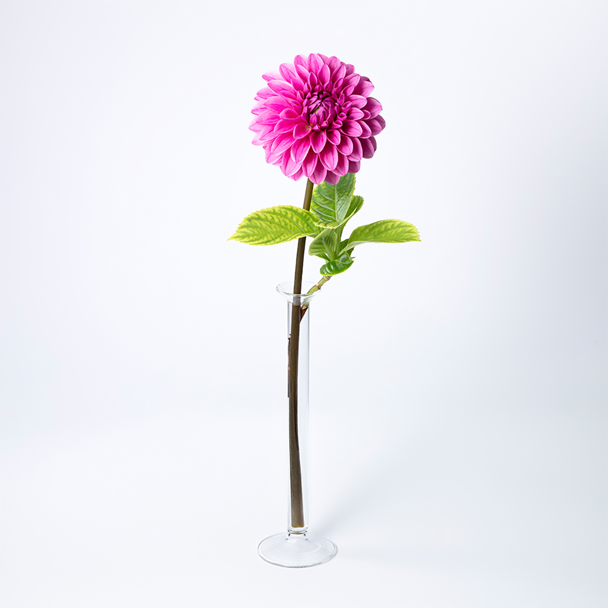 理化学ガラスの花瓶 MEDIFLA BRANCH
