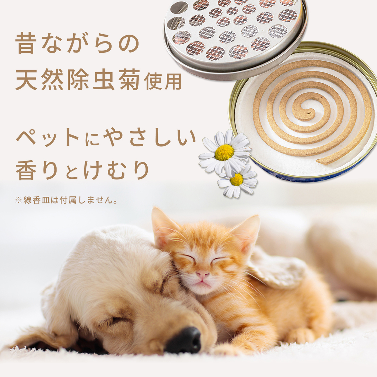 菊精渦巻 ペット用 50巻(箱)