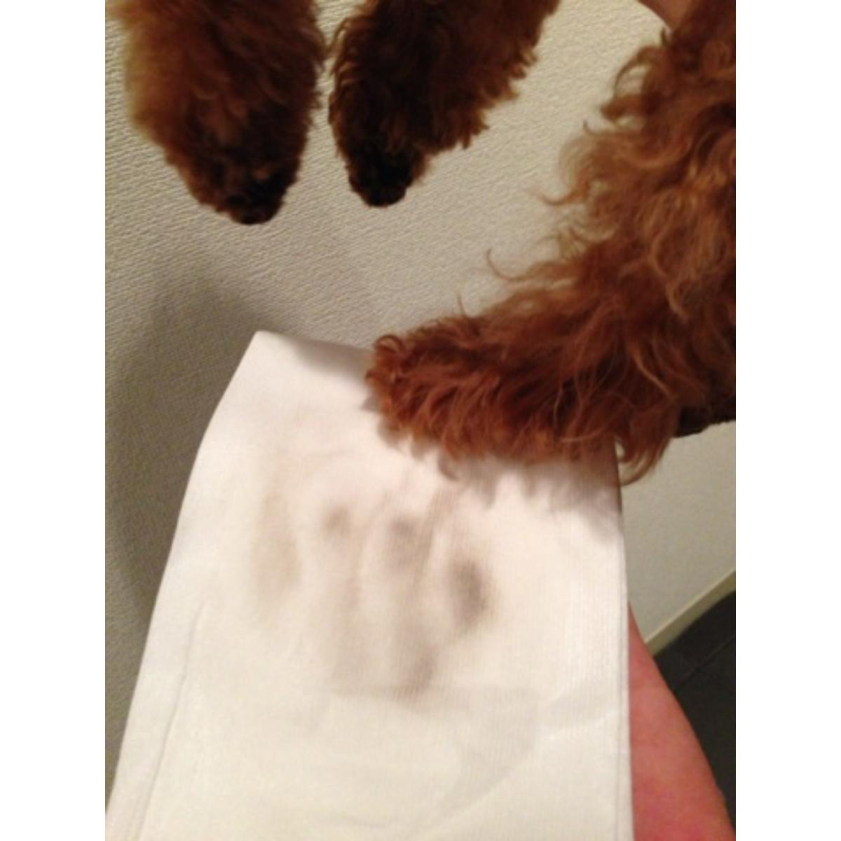 【ペット】リバイバルウォーター からだ用 500ml