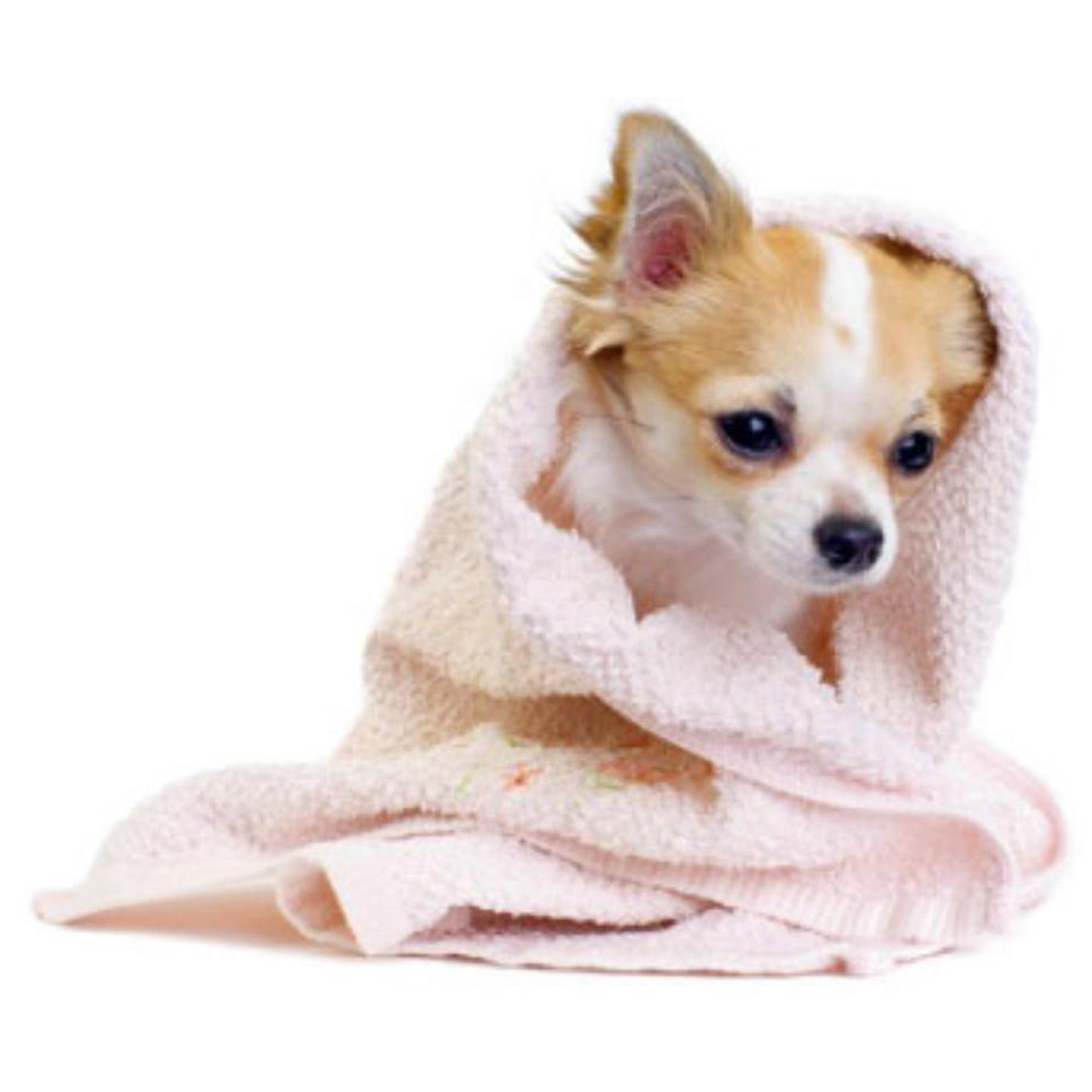 【ペット】リバイバルウォーター からだ用 500ml