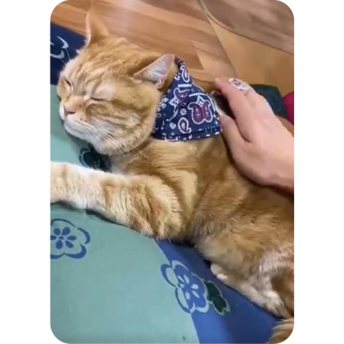 【ペット】ペットキレイ ごきげんケア ネコペロブラシ