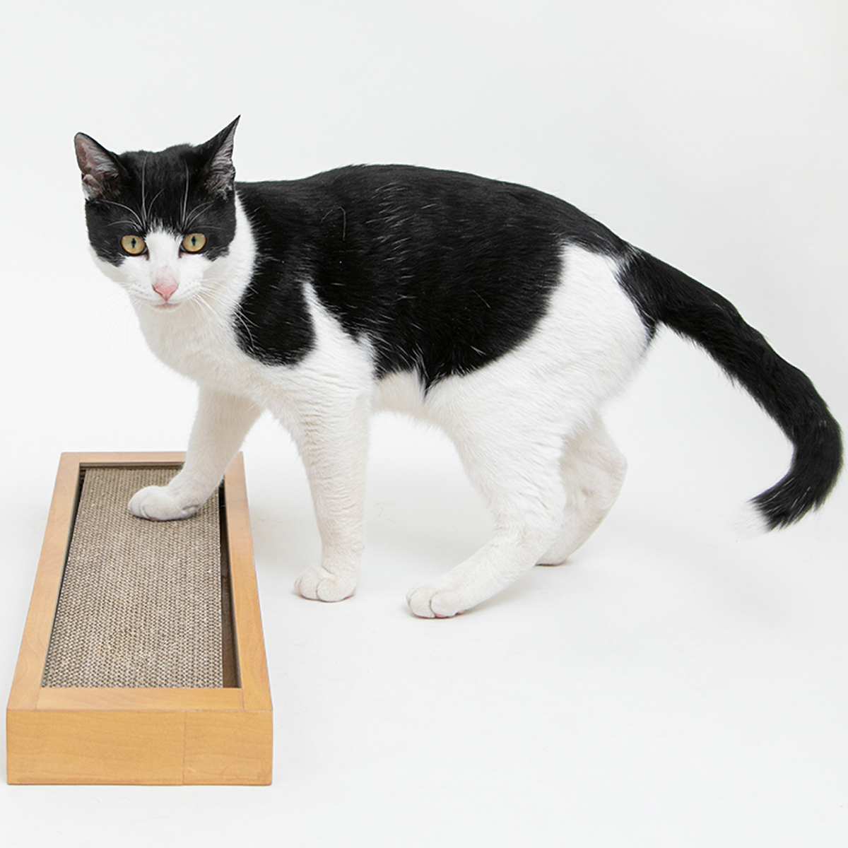 【ペット】HappyDays ゴミが出にくいつめとぎシングル