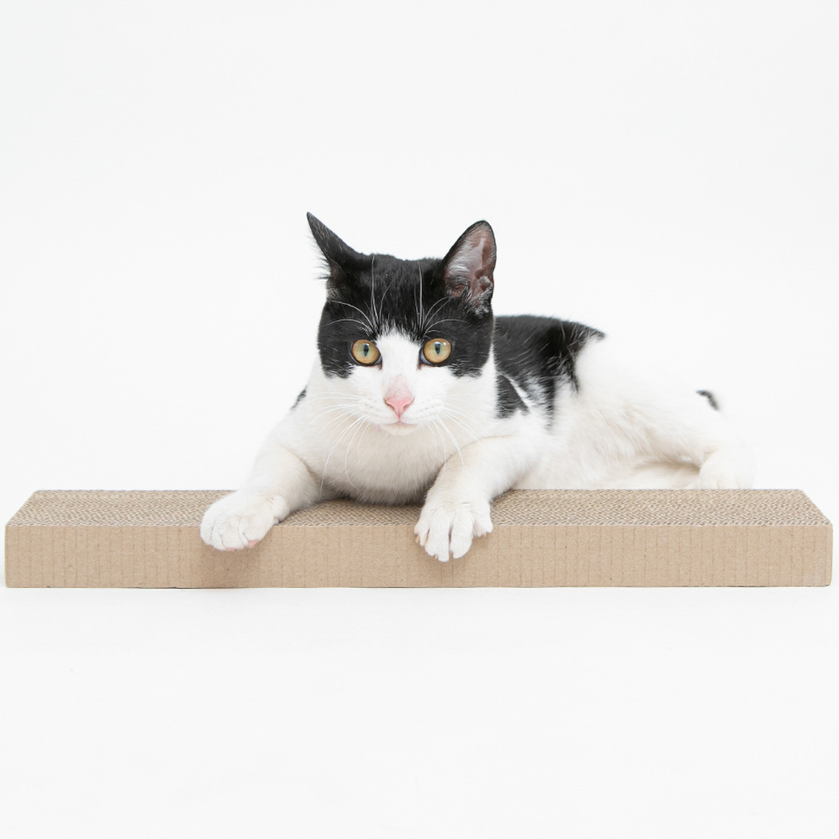 【ペット】HappyDays ゴミが出にくいつめとぎ替え