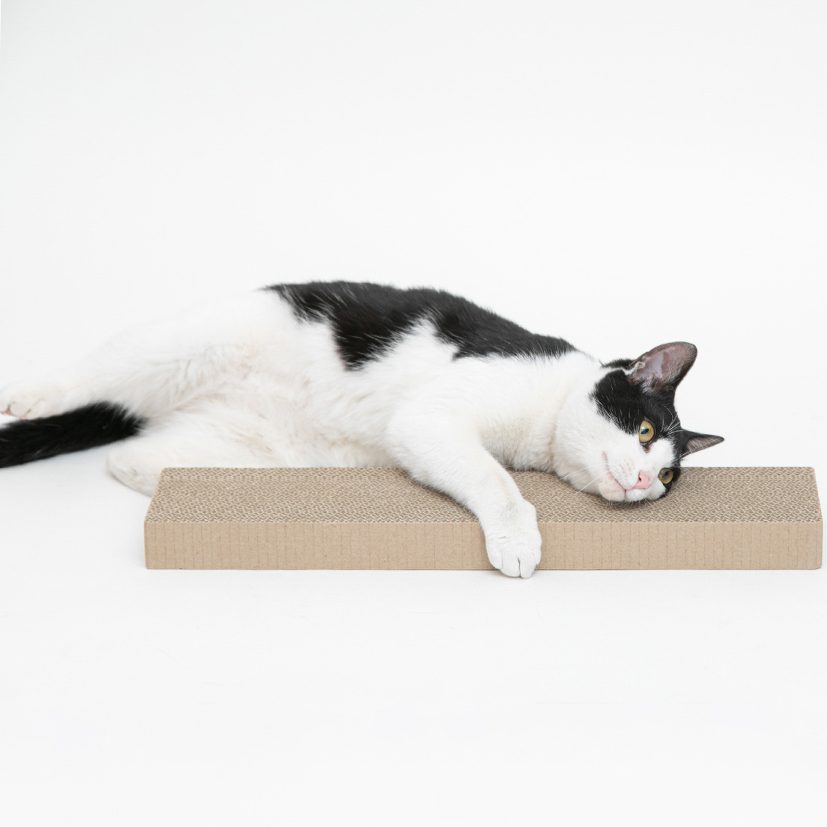 【ペット】HappyDays ゴミが出にくいつめとぎ替え