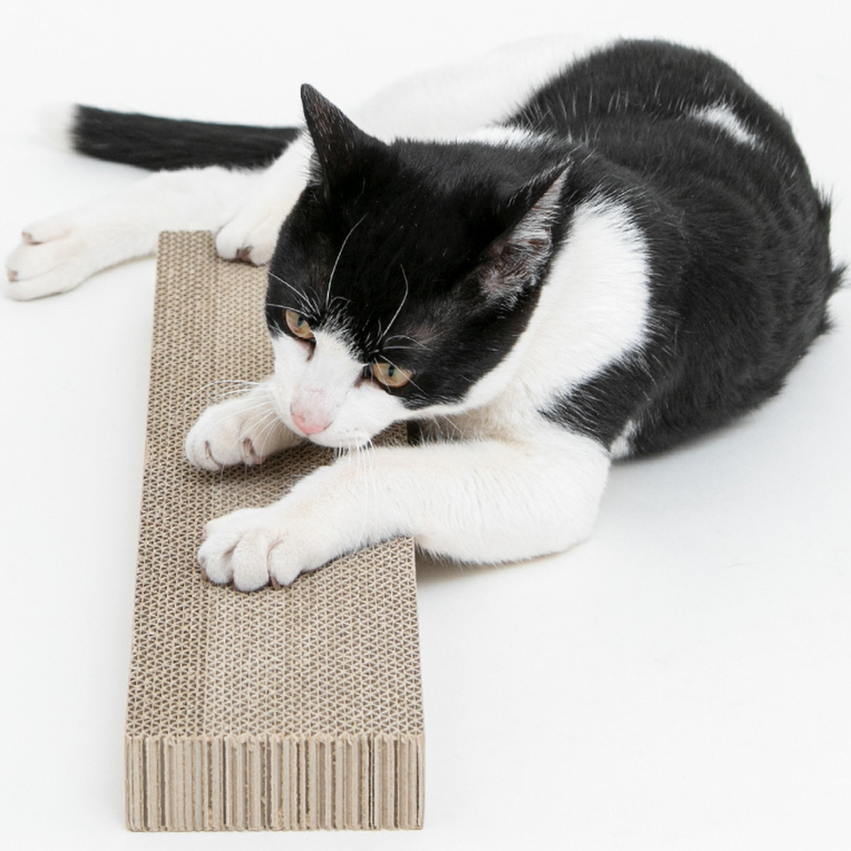 【ペット】HappyDays ゴミが出にくいつめとぎ替え