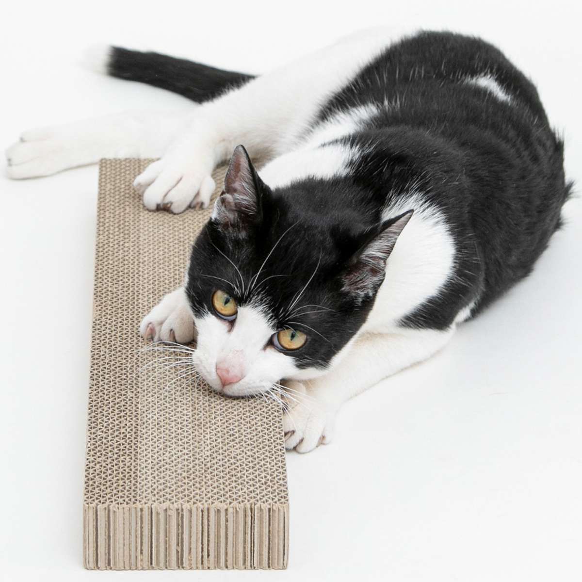 【ペット】HappyDays ゴミが出にくいつめとぎ替え