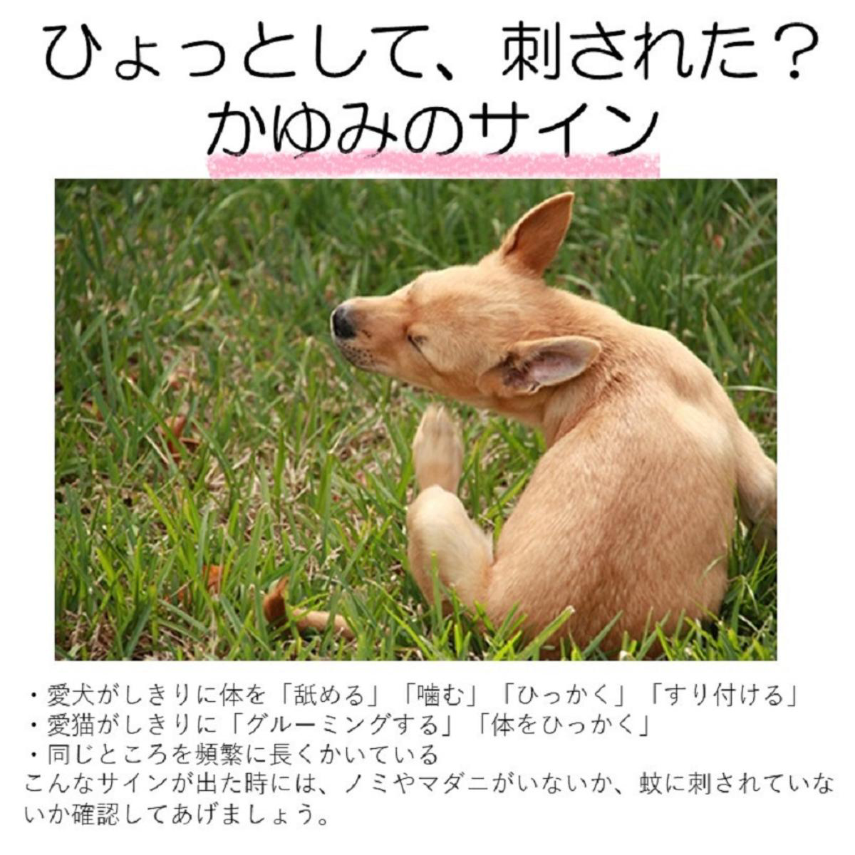 【ペット】おでかけ用 虫よけわんにゃんクリップ 140日用