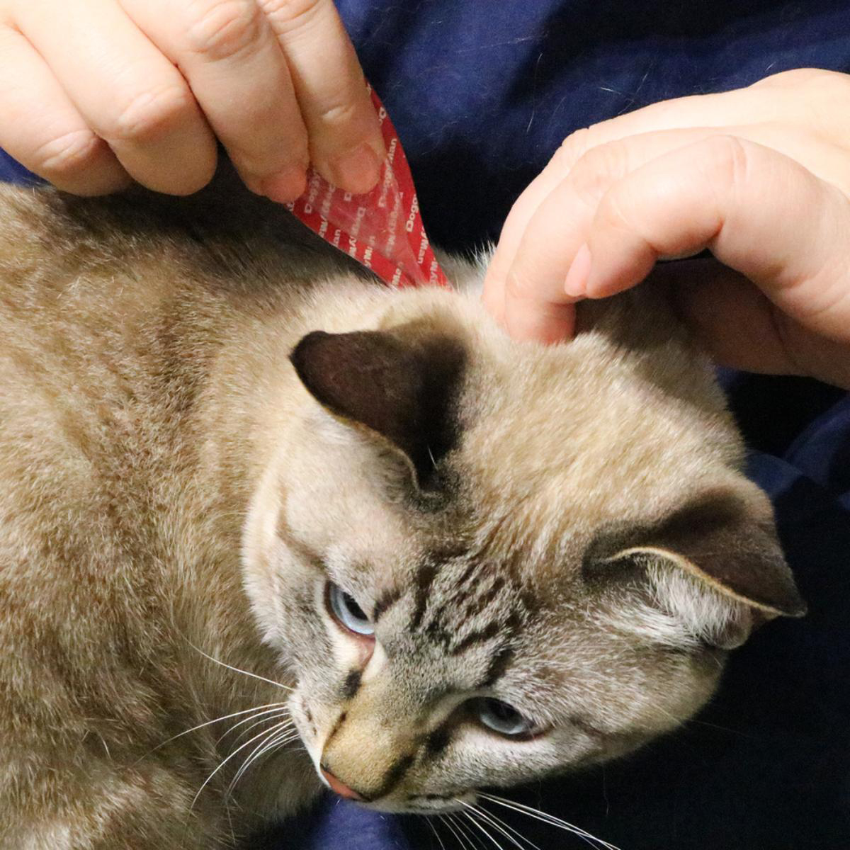 【ペット】薬用ペッツテクト+フォースガード 猫用 3本入