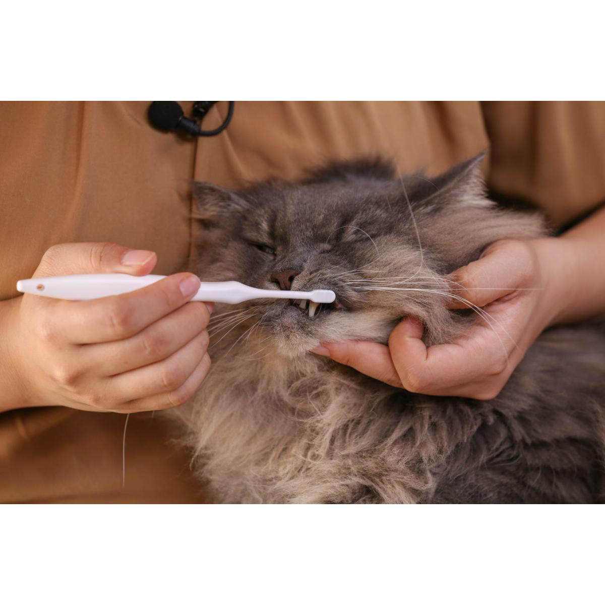 【ペット】PETKISS デンタルブラシ コンパクト 1本