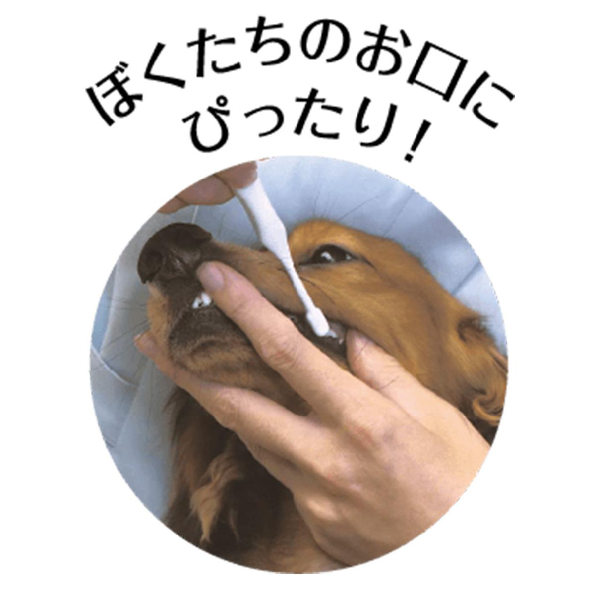 【ペット】PETKISS デンタルブラシ コンパクト 1本