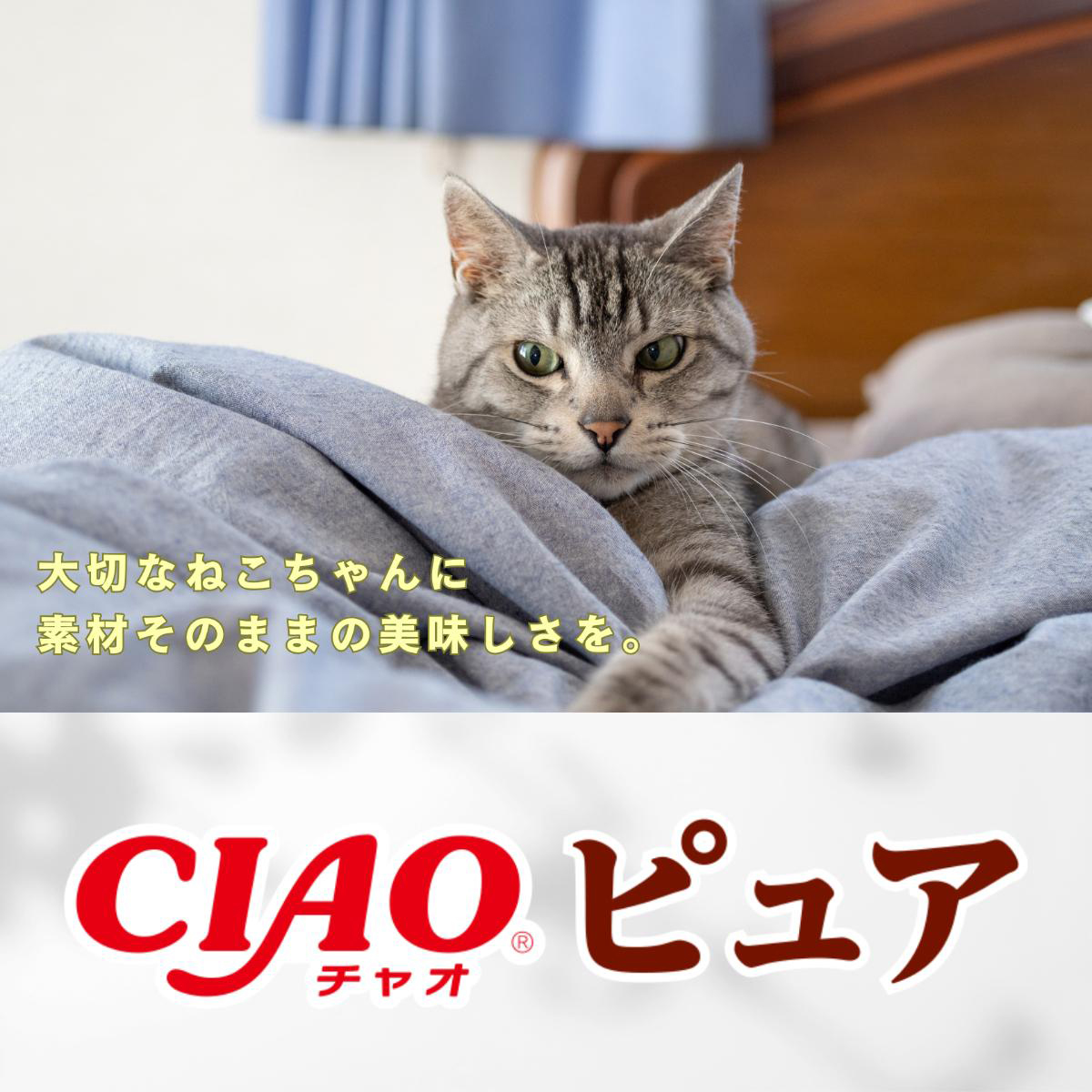 【ペット】CIAO ピュアちゅーる とりささみ 14g×4本