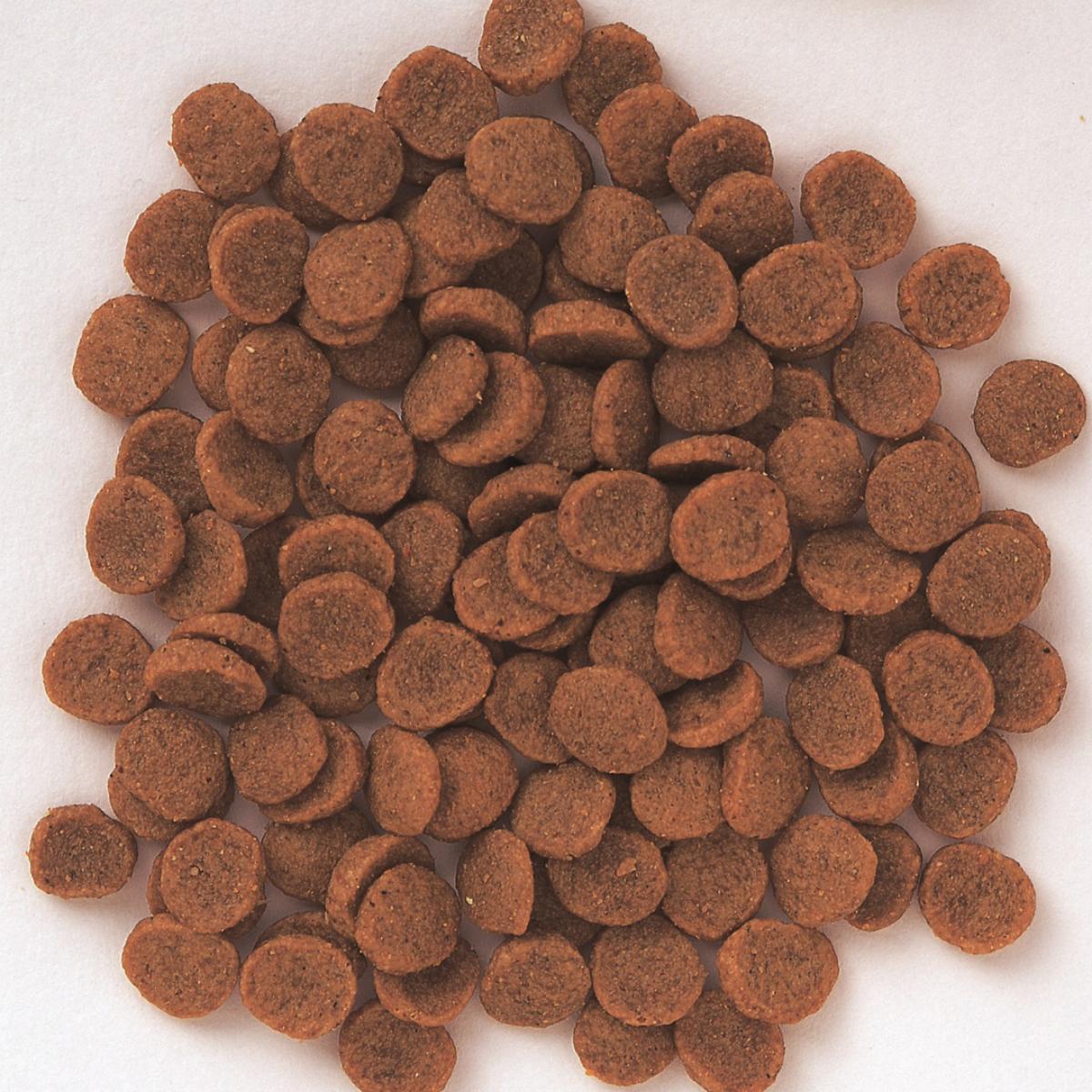 【ペット】Ｓｕｐｅｒｇｏｌｄ　フィッシュ＆ポテト　子犬・成犬用　８００ｇ