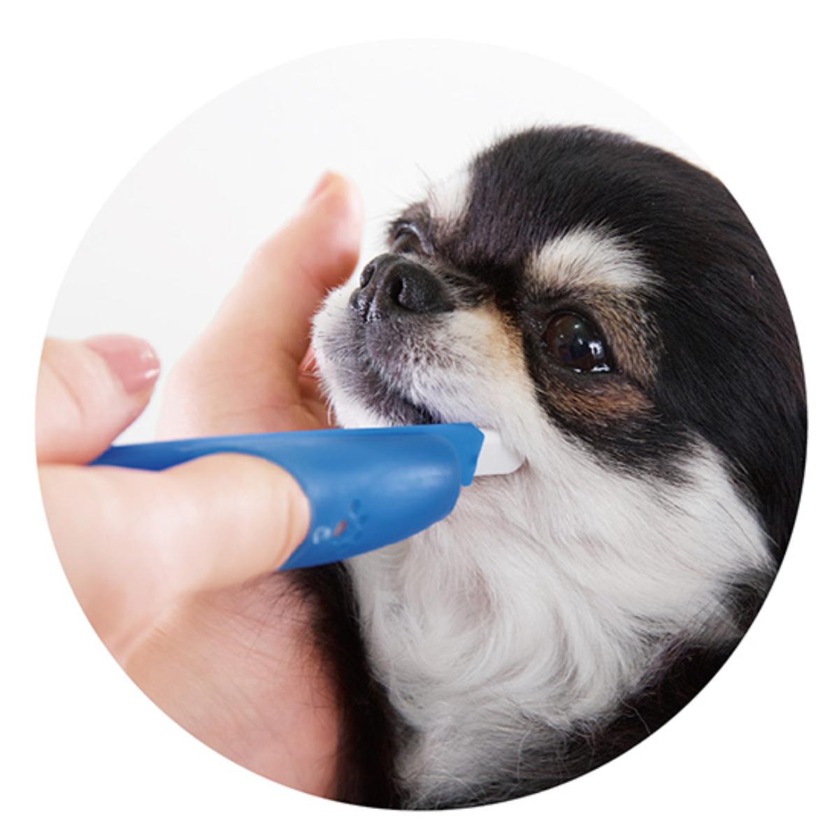 【ペット】ＰＥＴＫＩＳＳ　指サック歯ブラシ　コンパクト　１本