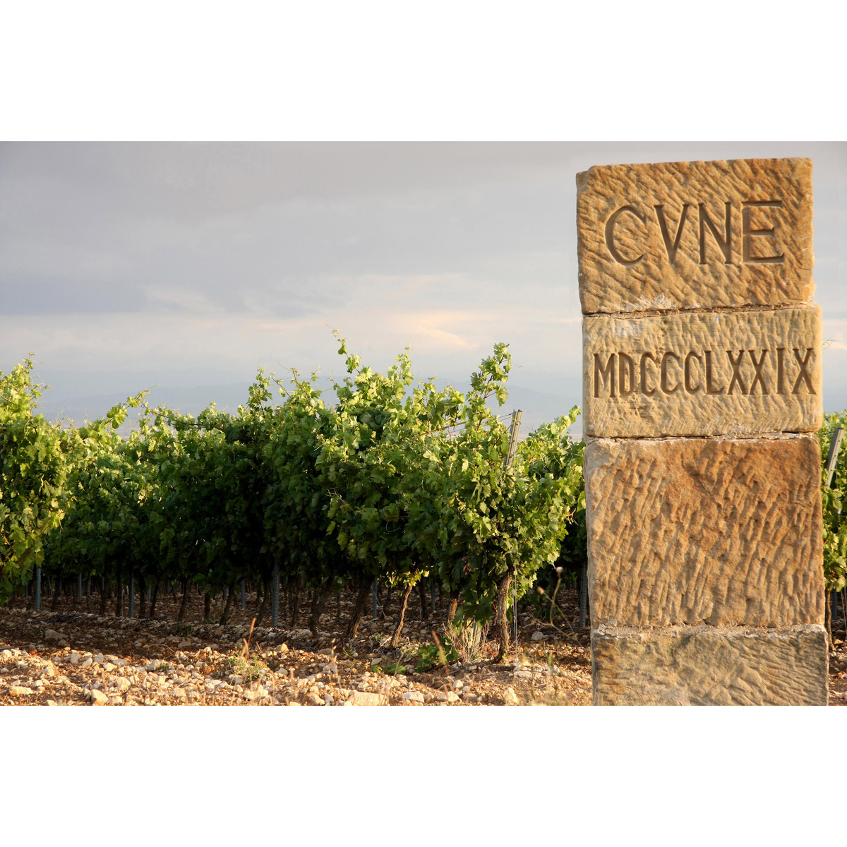 C.V.N.E. (クネ)ビーニャ・レアル　ブランコ フェルメンタード・エン・バリカ  750ml【白ワイン　スペイン】