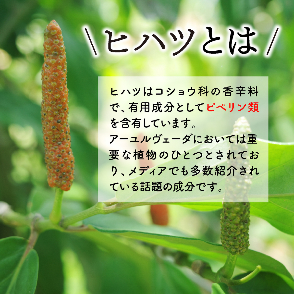 健達　ヒハツジンジャー　(錠剤)
