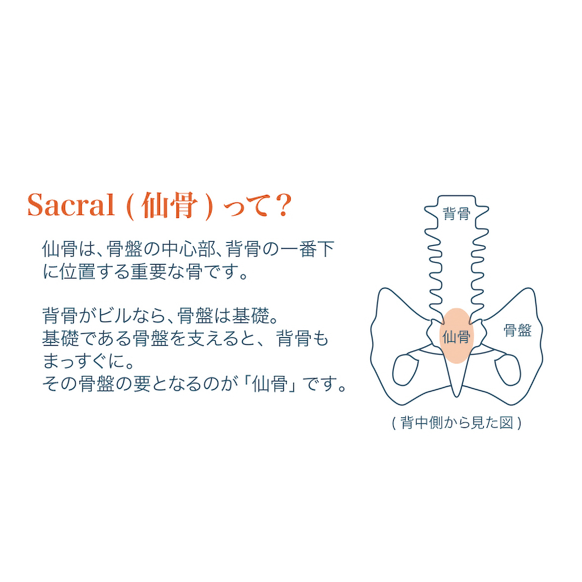仙骨サポート座布団