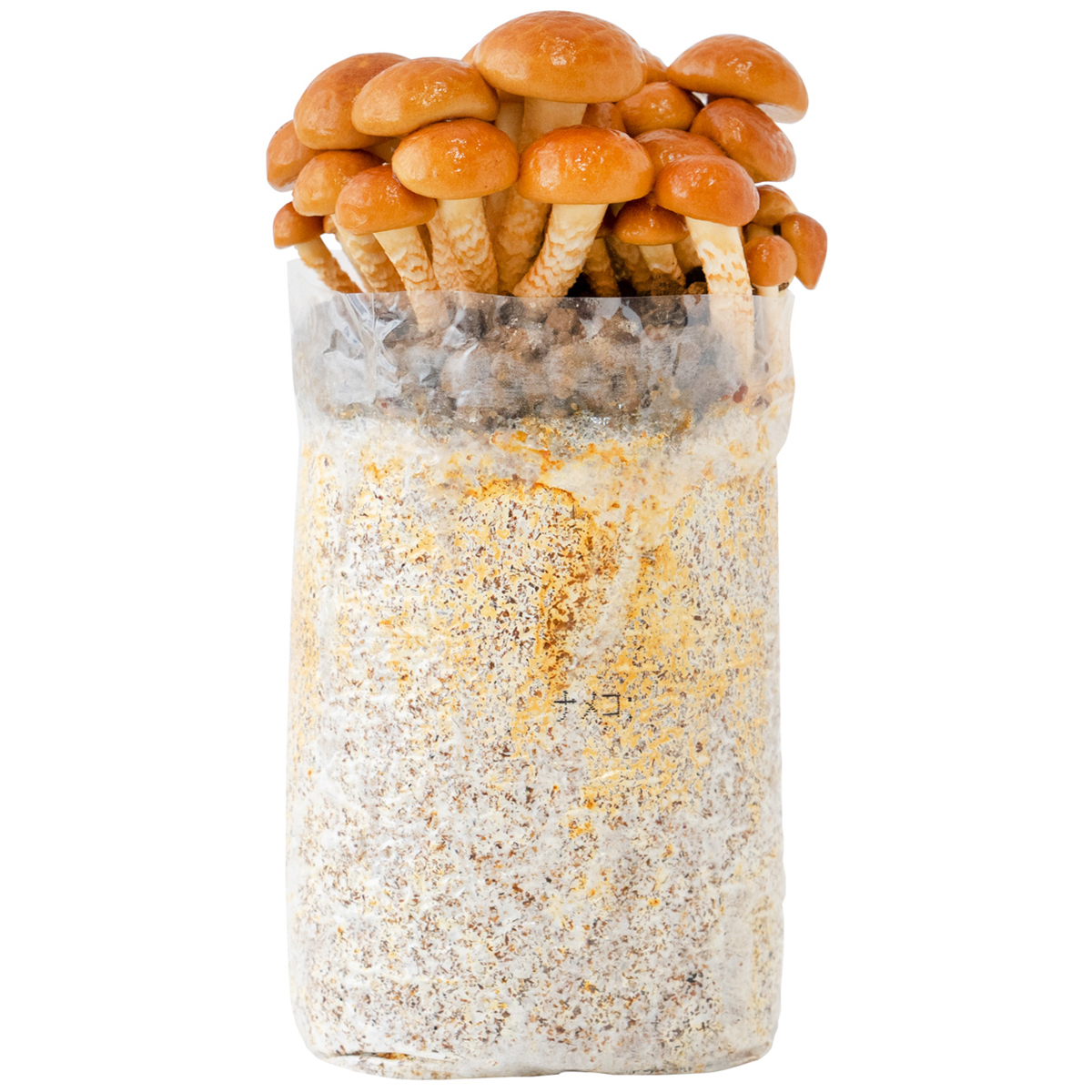 【直送】もりのなめこ農園