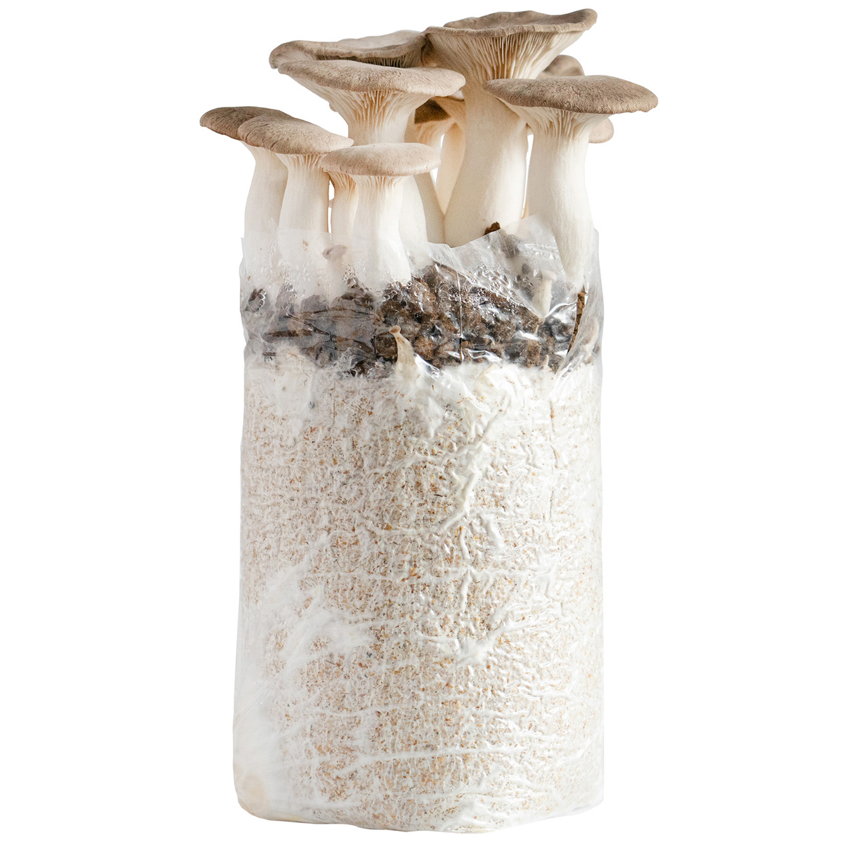 【直送】もりのえりんぎ農園