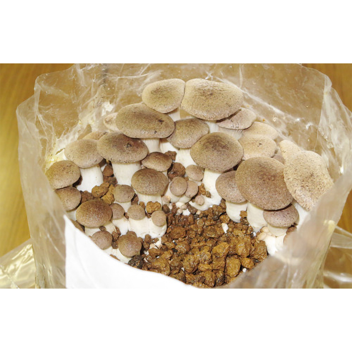 【直送】もりのえりんぎ農園