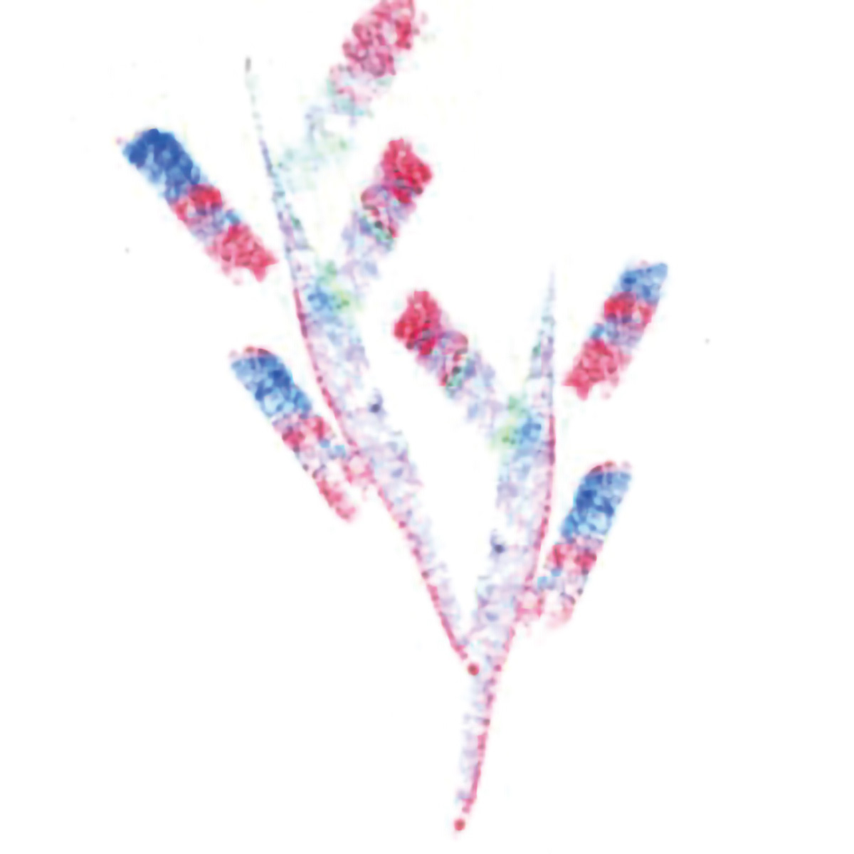 あおぞら　ドットフラワークレヨン