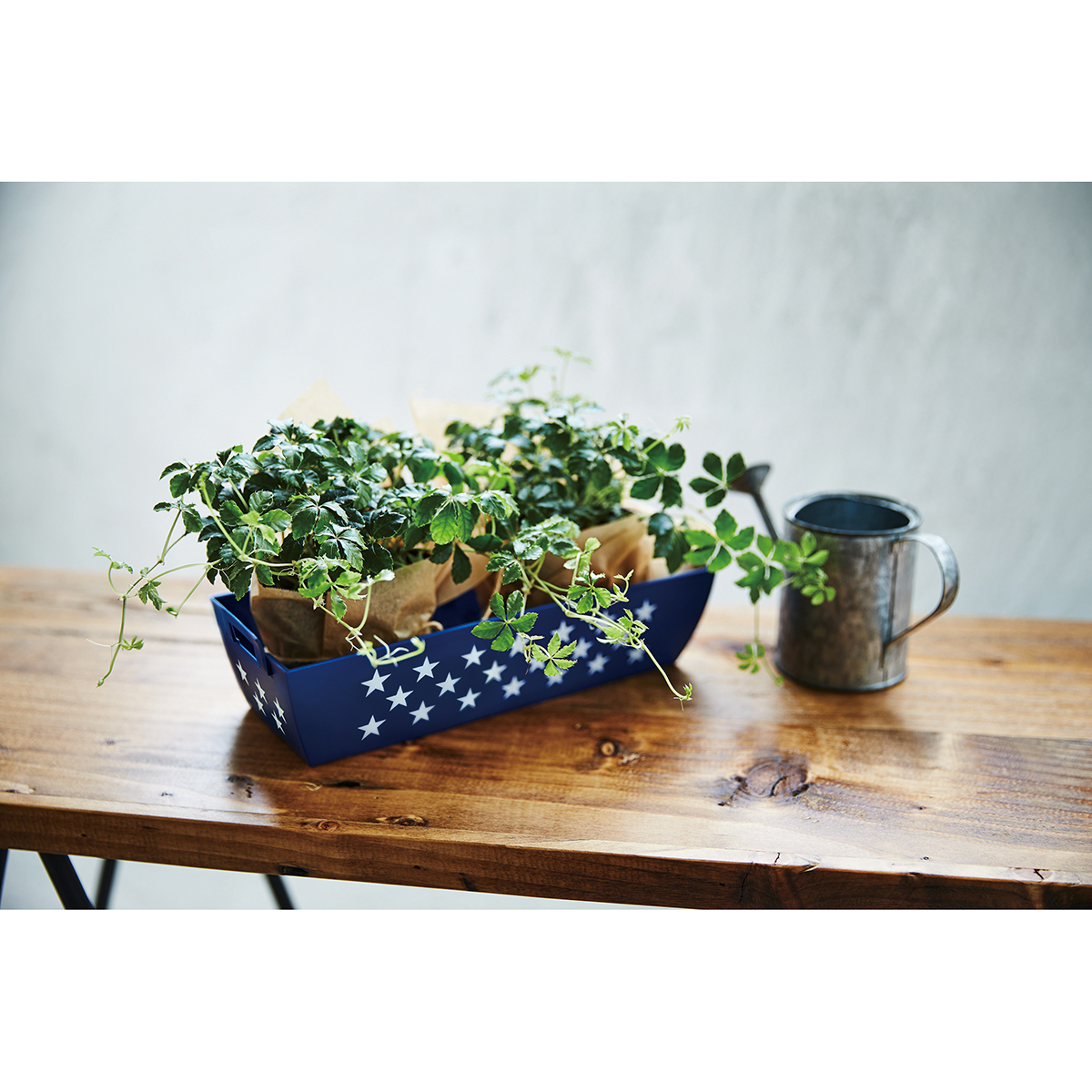 伊勢藤　クラスケット　ｗｉｔｈ　ｓｔａｒｓ　　Ｓ　ネイビー