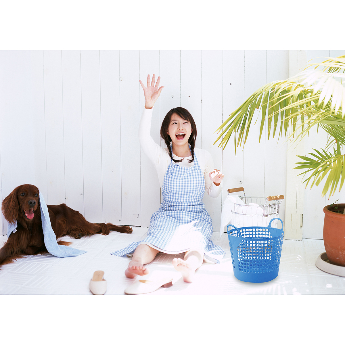 伊勢藤　ナイスラック　ブルー