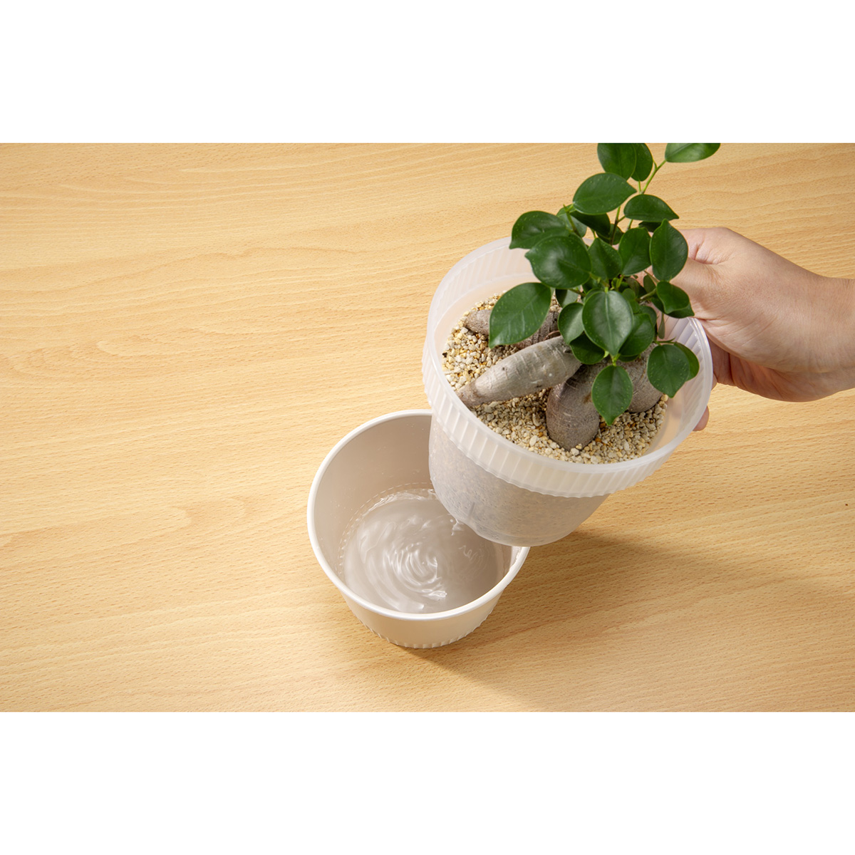 観察できる植木鉢 アイボリー | かぜとゆきオンラインショップ