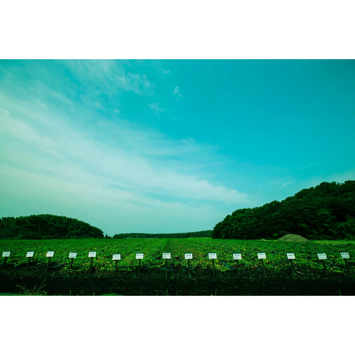 西酒造　薩摩宝山　長期熟成　25度720ml【芋焼酎　鹿児島県】