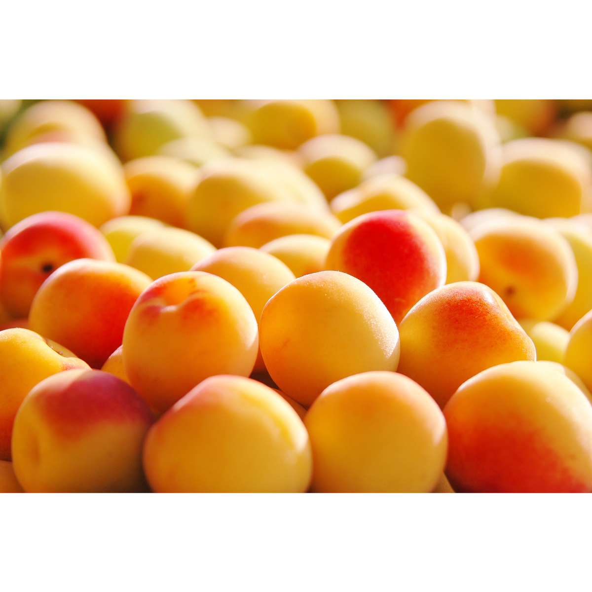 中田食品　紀州の梅酒（白・にごり）２本セット　720ml×2本　【リキュール　和歌山県】